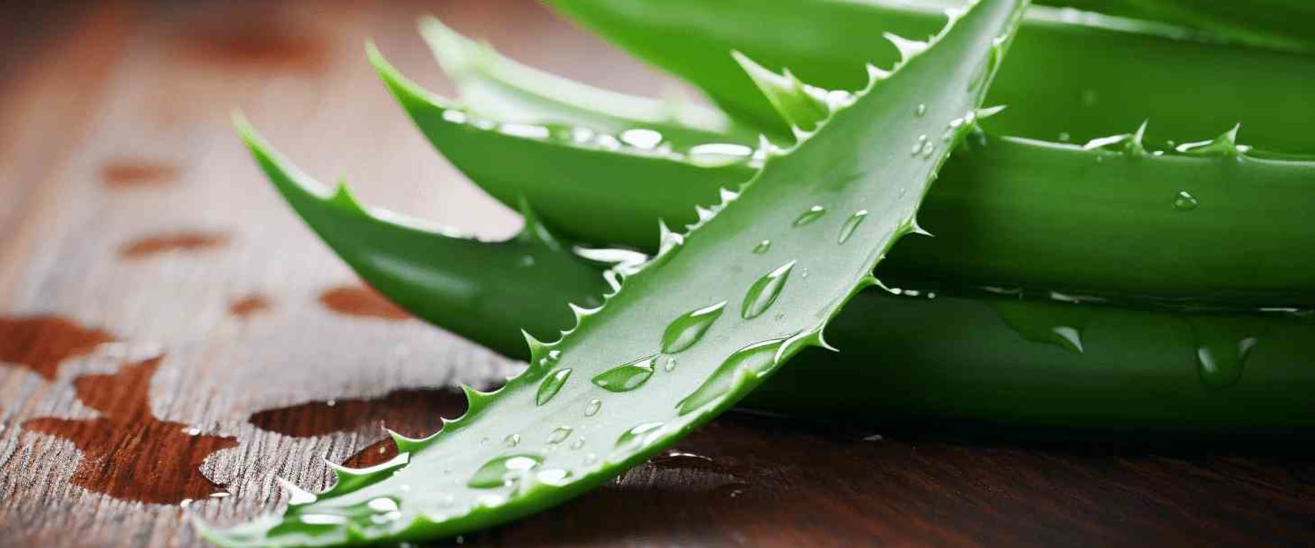 The Incredible Healing Powers of Pure Aloe Vera