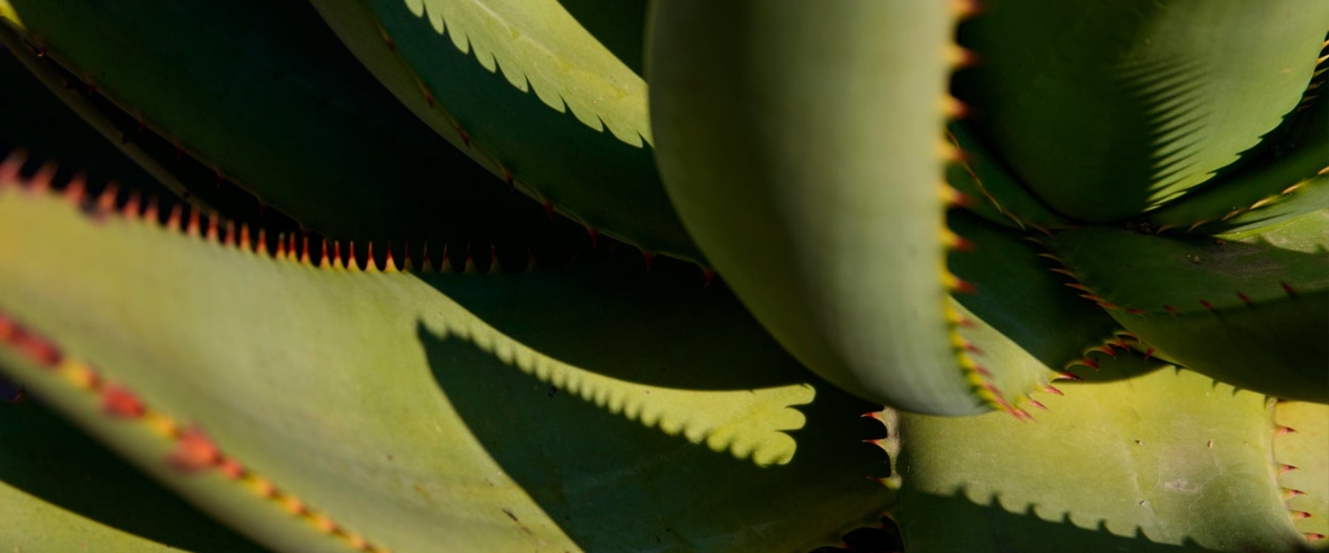 Unlocking the Incredible Benefits of Aloe Vera: A Comprehensive Guide to Incorporating It into Your Daily Routine