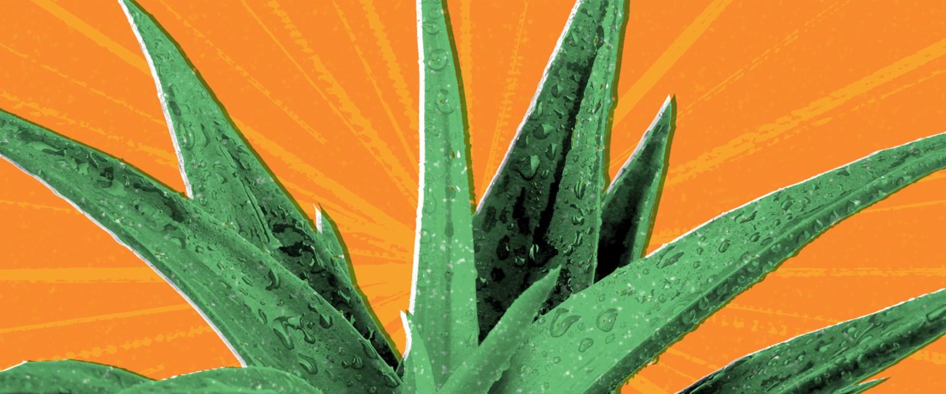 Unlocking the Power of Aloe Vera: Daily Benefits for Health and Beauty