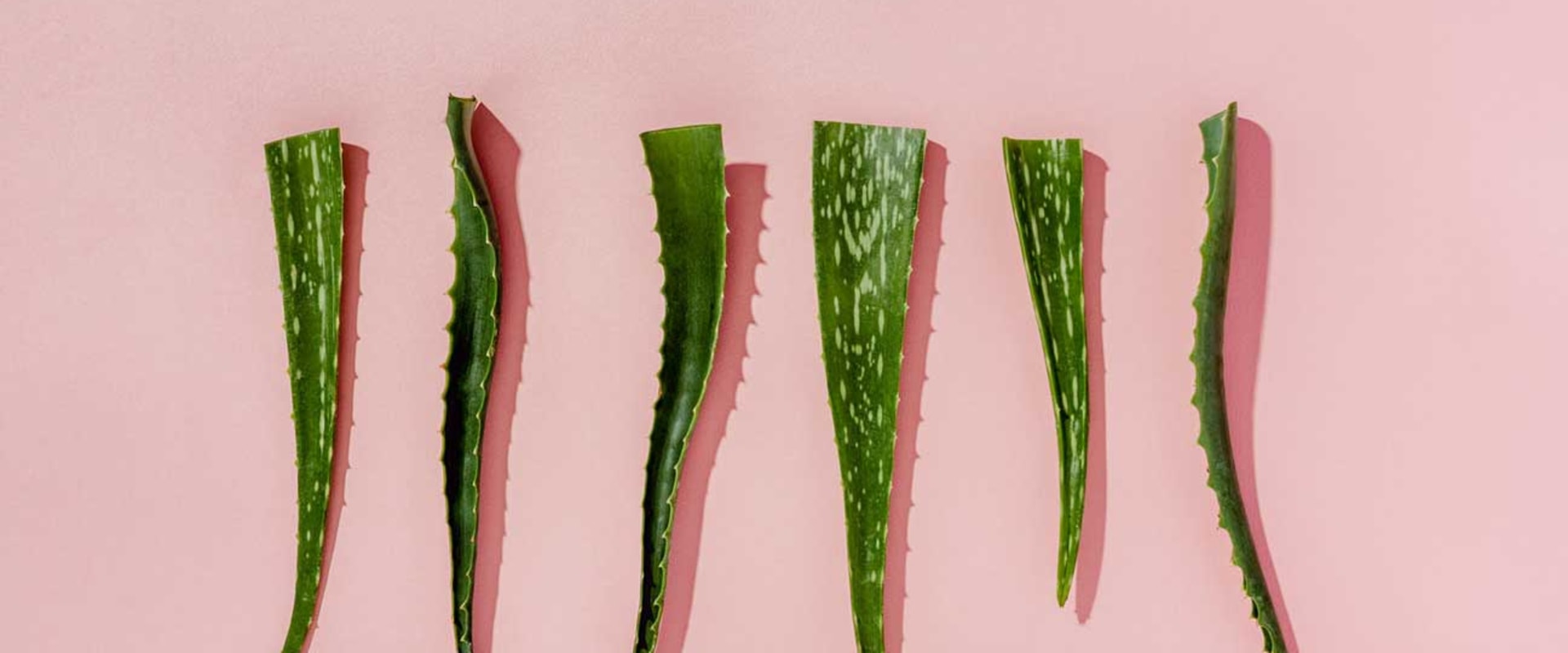 The Truth About Eating Aloe Vera Daily: Unveiling the Benefits and Risks