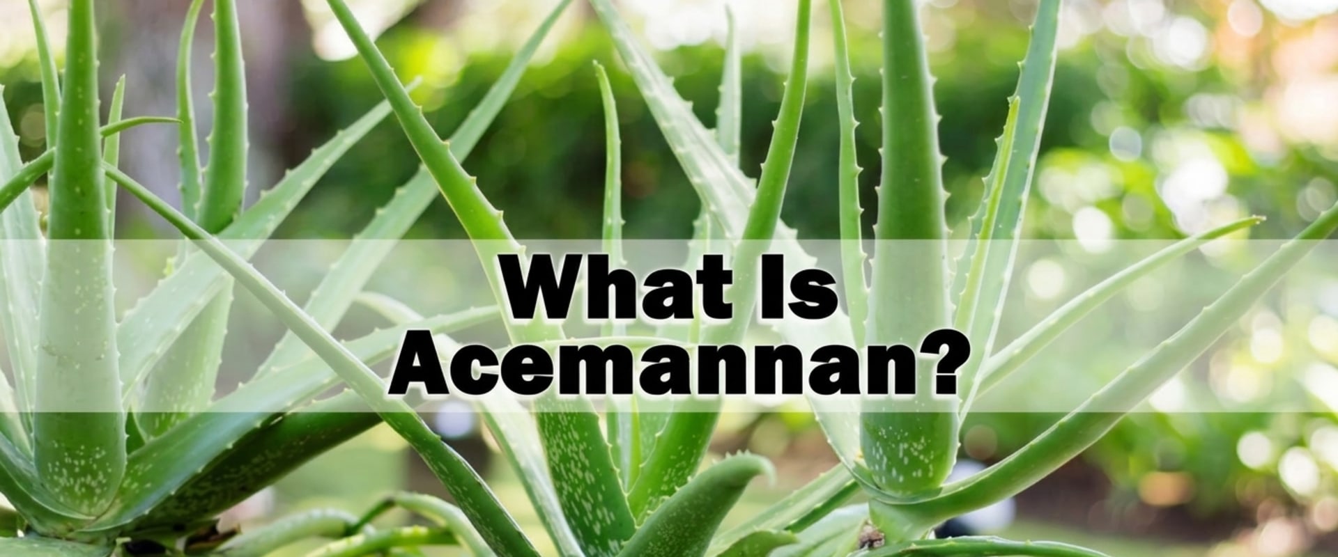 What Is Acemannan? The Complete Guide to Aloe Vera's Most Powerful Compound